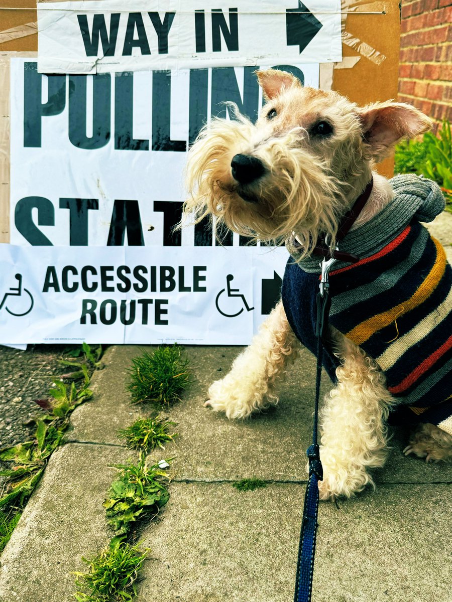 My old boy Ianto has a postal vote this year. Says it saves his legs. But Cyd was happy to trot along to do her bit. 
#WireFoxTerrier
#VoteLabour
#dogsatpollingstations