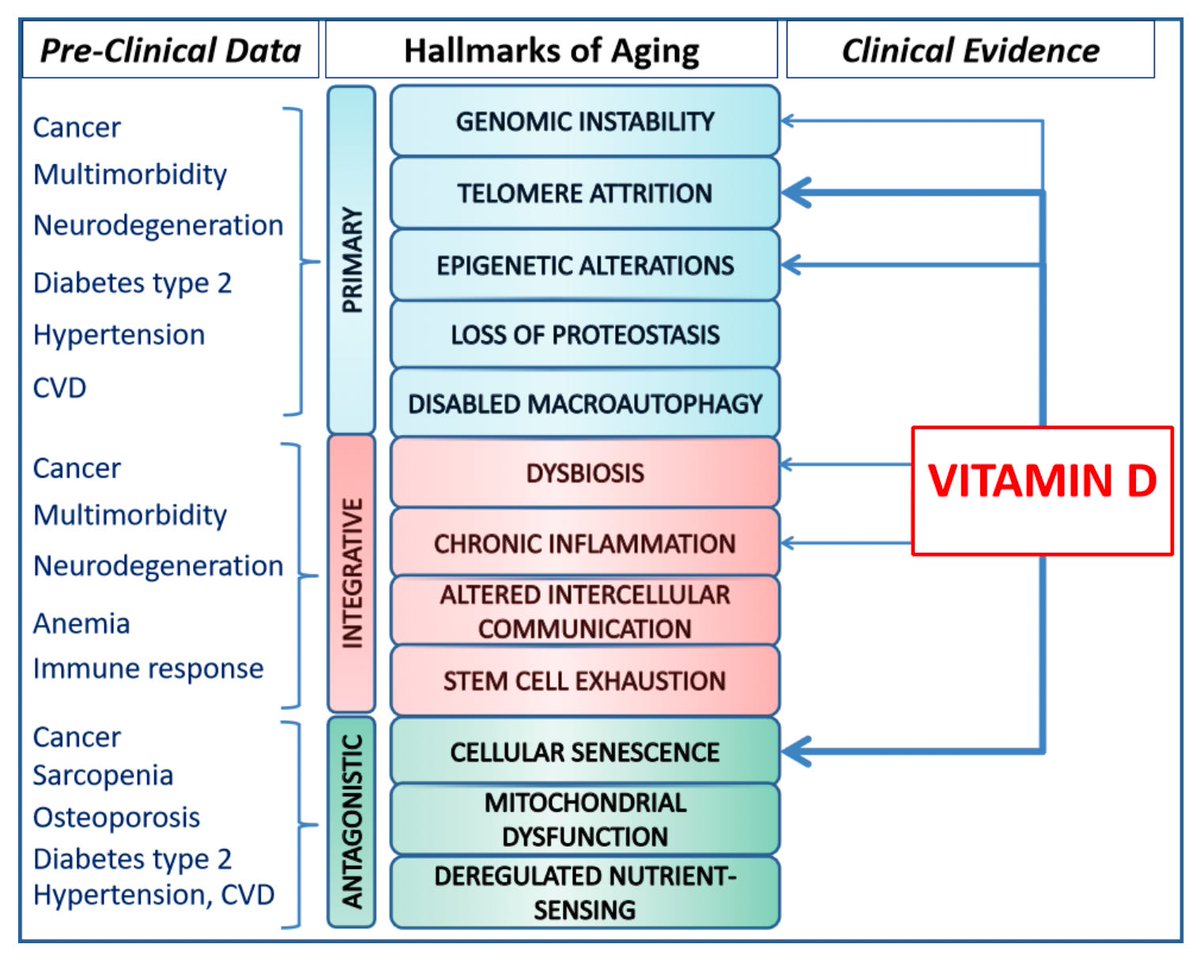 Is Vitamin D a Key to Longevity? Excellent article by Dr. Allan Mishra @bloodcure Here are some of the conclusions of the study: Vitamin D controls aging through direct and indirect ways, including changing gene activity and impacting cell conditions. Research has explored…