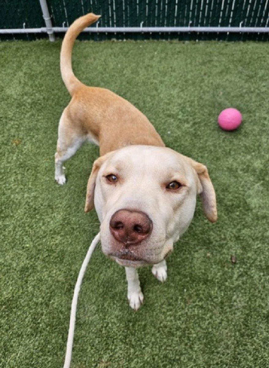 🐾❤ #Dogoftheday AVOCADO 2yrs #Macc Nycacc.app #196706 Charming loving friendly pup loves cuddles+fusses smart/eager 2 learn looking 4 Patient caring human 2 help work with his training dont pass him by Dm @CathyPolicky @SuzanneSugar #Adoptme #FostersSaveLives 🐕❤