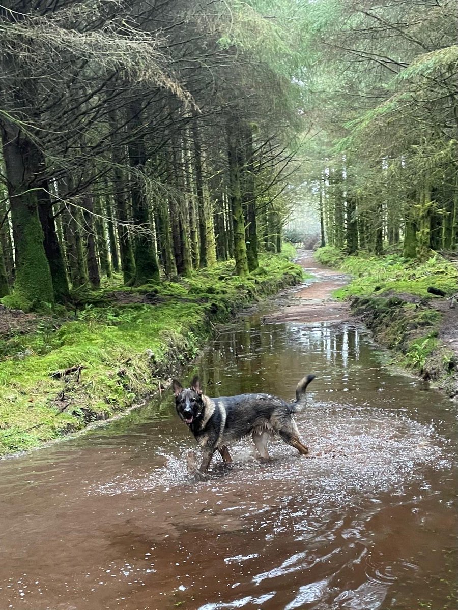 TPD Blue’s puppy walker is on holiday until the 10th of May. Steve Pearce who used to be a full time puppy walker & now provides short term help will be looking after TPD Blue. People like Steve means our pups rarely have to stay in kennels. TPD Blue out with Steve today.👏👍