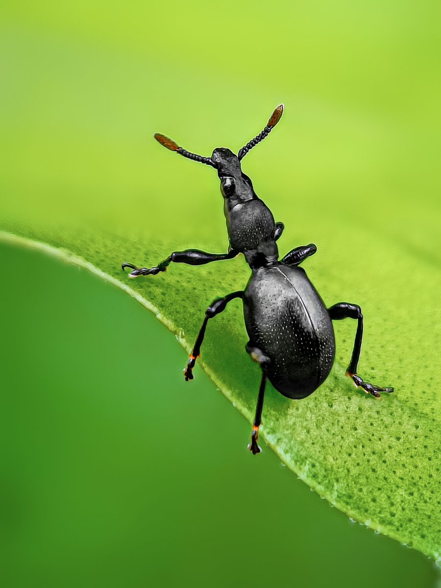 Helping the ecosystem 🪲🌿🌎 Weevils predominantly feed on plants, with most species having specific host plants .They play a vital role in nature's cycle, often acting as pollinators for the host plants. #BBCWildlifePOTD #wildlifephotography #IndiAves #NaturePhotography