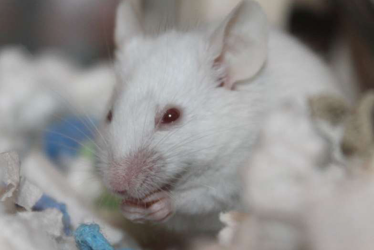 CureDisease's tweet photo. Scientists regenerate neural pathways in mice with cells from rats, offering valuable insights into how brain tissue forms, new opportunities for restoring lost brain function.
https://t.co/baGpxFLf8D #mouseresearch #neuroscience https://t.co/IQ6rqAKQEC