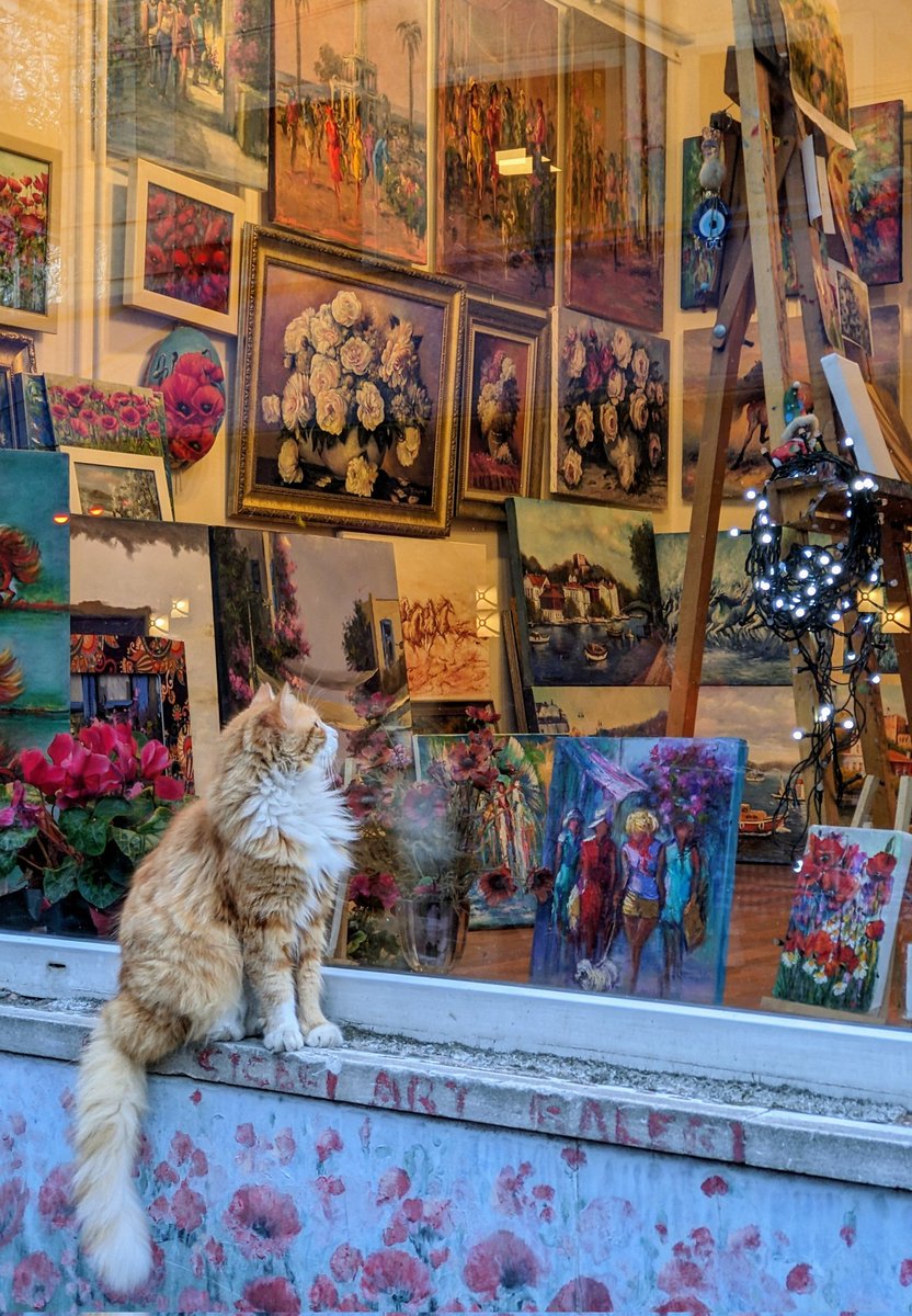 For your viewing pleasure, a thread of cats I saw in Istanbul: (1/5)