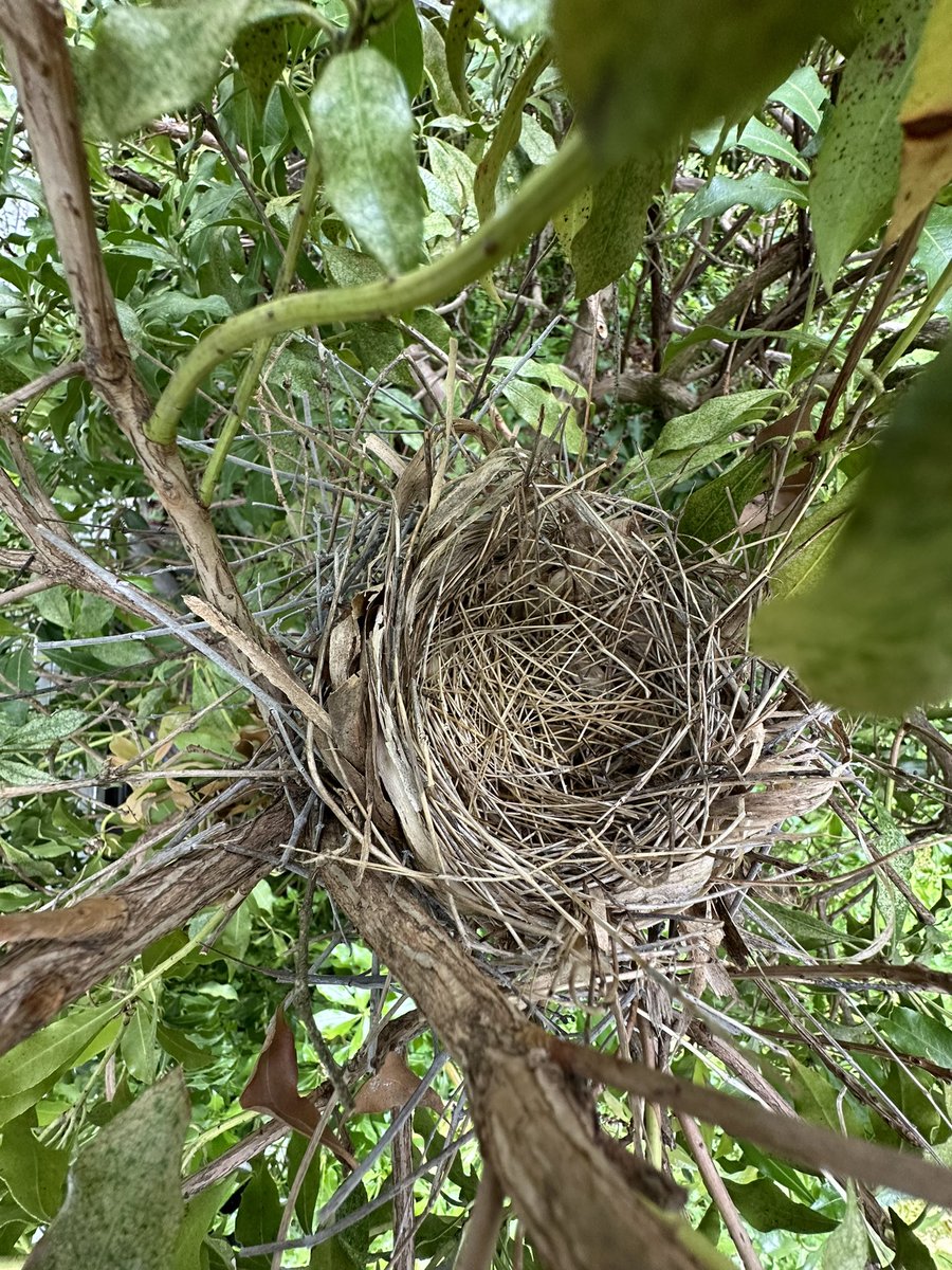 i don’t know what happened. mrs cardinal was not in her nest all morning so finally i went and looked. there was one egg as of Sunday. I hope Mr & Mrs are ok😞