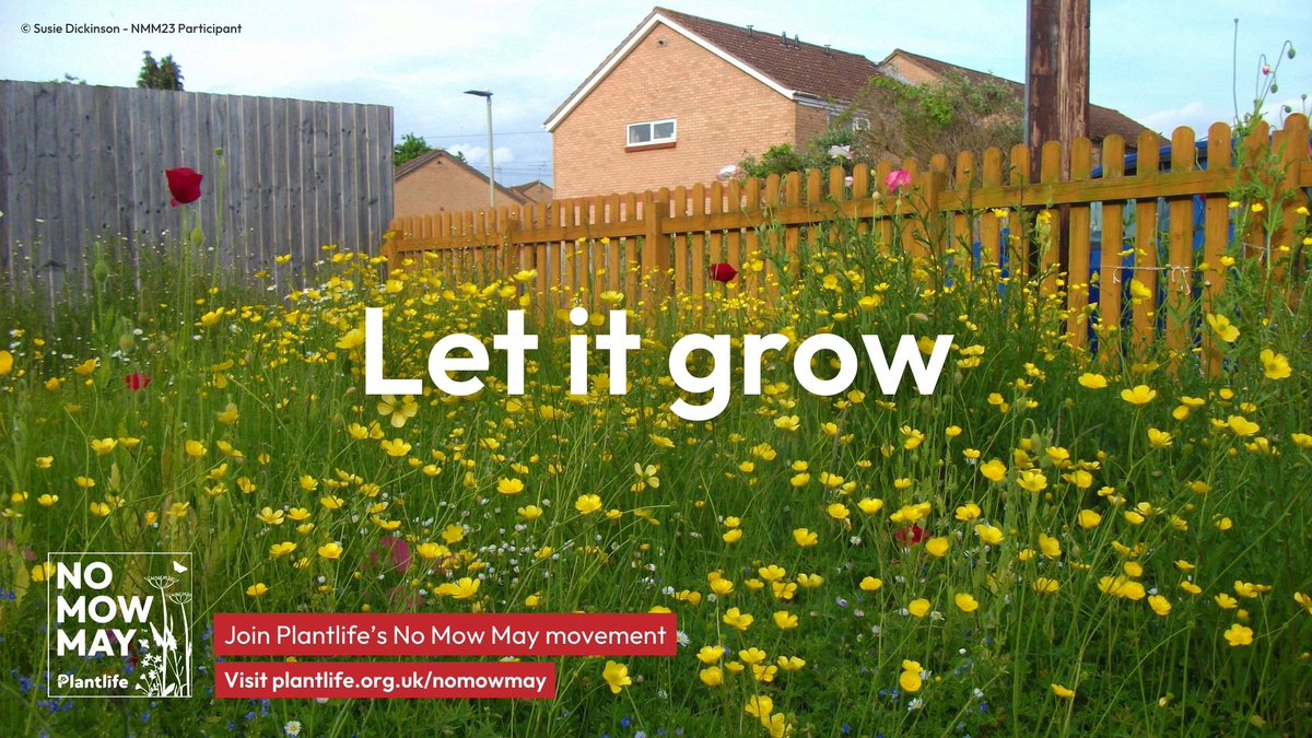 It's #NoMowMay and we're supporting @love_plants campaign which encourages leaving your lawn to grow long to benefit pollinators, like bees and butterflies. Did you know longer grass also means longer roots, which helps your lawn retain moisture and thrive all year!