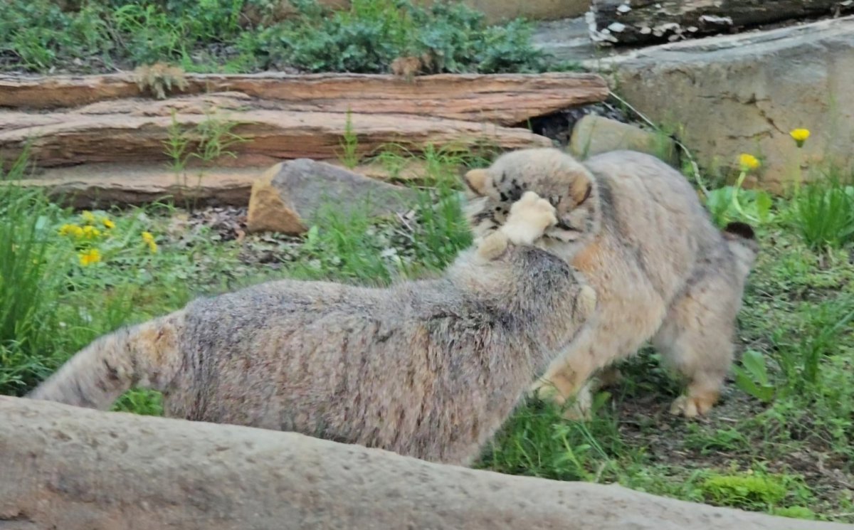 ポリパンチ👊

📱2024.05.02(木)
#マヌルネコ #ポリー♀#ボル♂
#マヌルネコのうた #manul
#pallascat #pallasscat
#那須どうぶつ王国
#nasuanimalkingdom