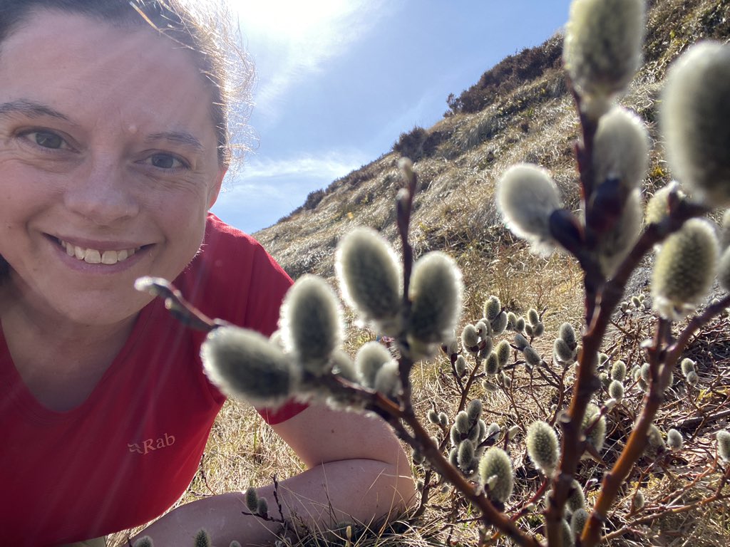 I’m having a totally awesome day in the field at #Corrour. I don’t ever want to get to a stage in my career where I don’t have the opportunity to do #fieldwork! It’s just wonderful out here! 🤩💪🤗😍 #montanescrub #restoration #DownyWillow