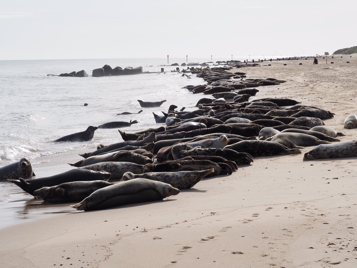 LShallott's tweet photo. @LabradorYuki #AnimalChallenge seals on the Norfolk coast https://t.co/Lj6PxfppqE