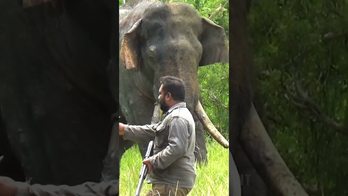 Unforgettable: Agbo's Remarkable Act of Resistance #agbo #elephantrescue  #animalprotection
youtube.com/watch?v=Iryg6C…