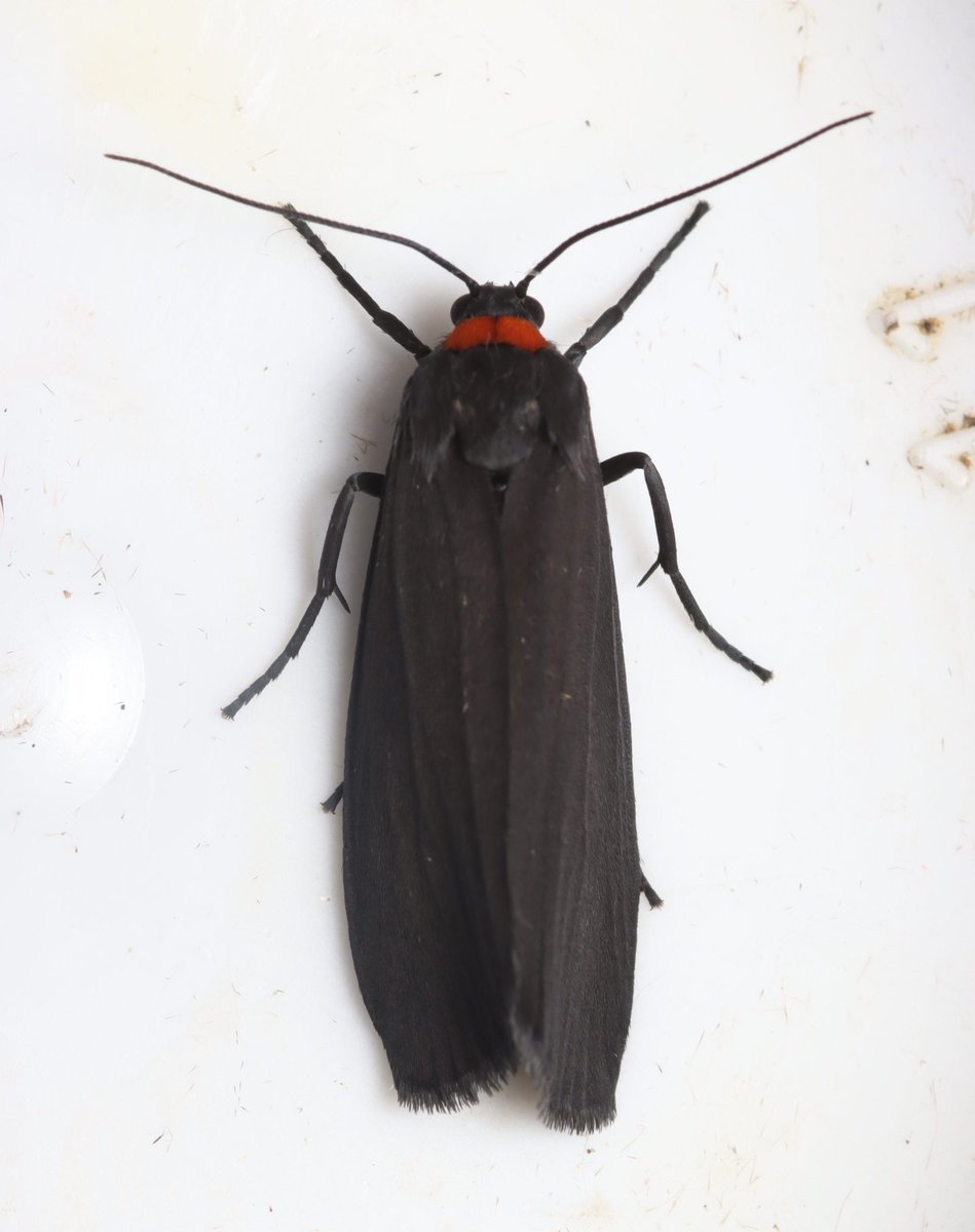 A lovely surprise! I collected a mystery #pupa from under a log mid-March. Amazing to see this striking NFR Red-necked Footman (Atolmis rubricolis) emerge from it! Not overly common in Shropshire by the looks of it, so super excited!
#entomology #insects #moths #mothsmatter #vc40