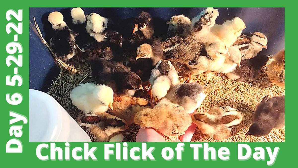 Silkie, Cochin, & Polish Chicks Growing - May 29, 2022
i.mtr.cool/vxpdwvepwc
#chicks #chickflicks #babychickens #ChickensForChicks #ChickendaleAR #Chickendale #CFC