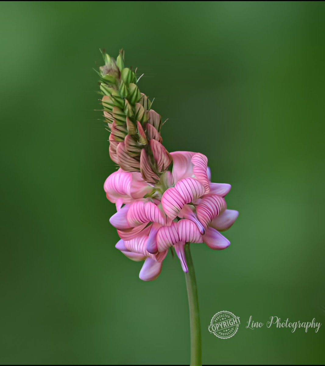 #nature #naturephotographer #naturephotography #naturelover #naturephotos #beautifulnature #wonderfulnature #flowetsphotography #flowers #flowerstagram #flowerlover #beautifulflowers #myflower #mygarden #macro #macrophotography #macrolover #croatia #hrvatska