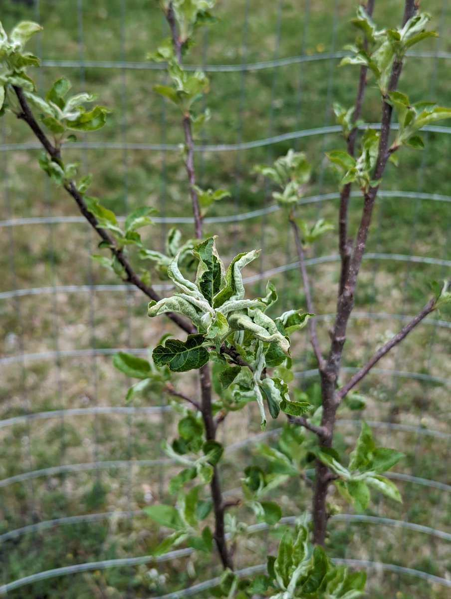 My apples are leafing out and some of the trees have pretty bad leaf curl. I don't see any pests. Here's the worst one Is this just shock from the weird spring (VERY wet to quite dry), or should I spray for anything? I have neem and copper. cc @MichaelTG09 @IntractableLion