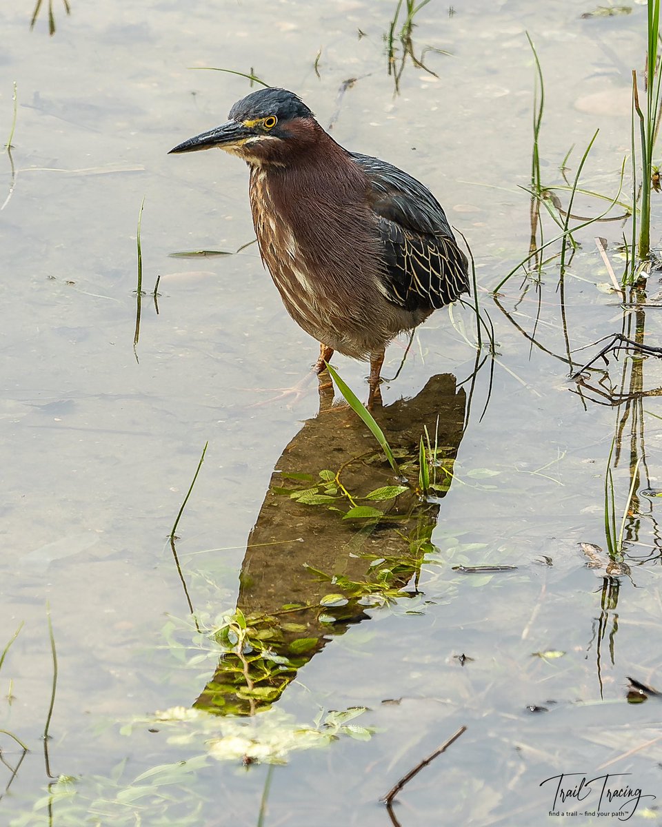 “It’s not what you look at that matters, it’s what you see.”
—Henry David Thoreau
#northpond #greenheron #cityparks #trailtracing #seethingsdifferently #Olympus #OMSystem #artinature #naturelovers #takeahike #closeupphotography #naturephotography #naturebreak