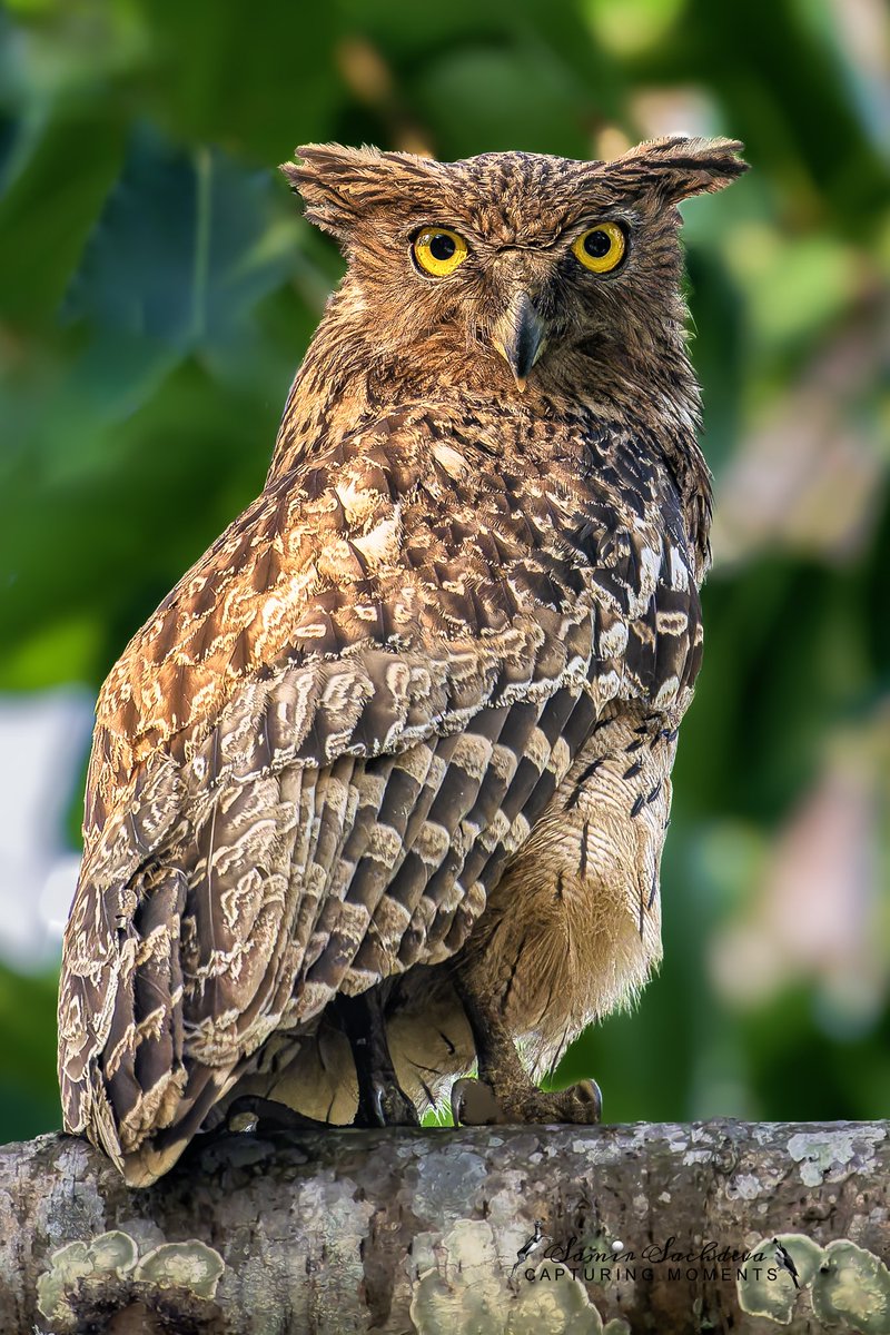 Nature's #nocturnal navigator #BirdTwitter #BirdsOfTwitter #birds #birdphotography #birdwatching #birding #wildlifephotography #nature #BBCWildlifePOTD #IndiAves #ThePhotoHour #birdcpp #BirdsSeenin2024 #brownfishowl #feathers #owls #darjeeling #India