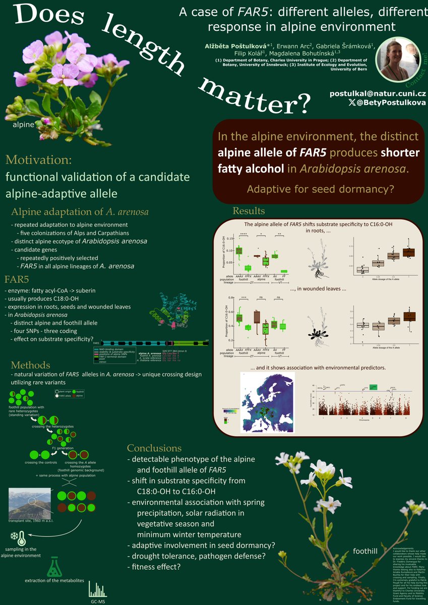 Interested in the alpine adaptation? 🏔 Come see my poster on #PopBio2024. I show a detectable phenotypic effect of a candidate alpine-adaptive allele. Featuring FAR5 and Arabidopsis arenosa 🌱