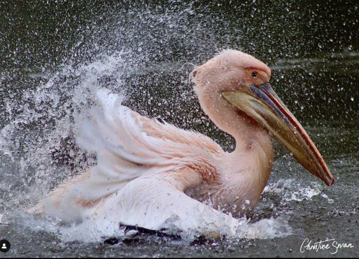 These wonderful images of the magnificent pink pelicans at St James’s Park lake are our joint #PhotooftheWeek. Congratulations to: 📸 Serena Polini 📸 @_christineswan 📍 St James’s Park @theroyalparks Pelicans were first introduced to the park in 1664 as a gift from the