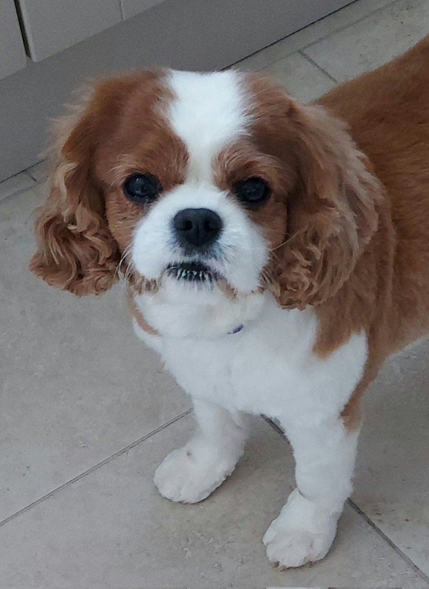 🐶#Cavpack Jeepers Creepers, what has happened to my Peepers👀👀? Mummy is upset today. I have been to my Vetlady, cos my eyes are all gooey☹️Appawrently, I have Dry eye in both eyes...ointment and drops fur me, from now on🥺
Mummy says I still have the pawrettiest eyes🥹🥰🥰