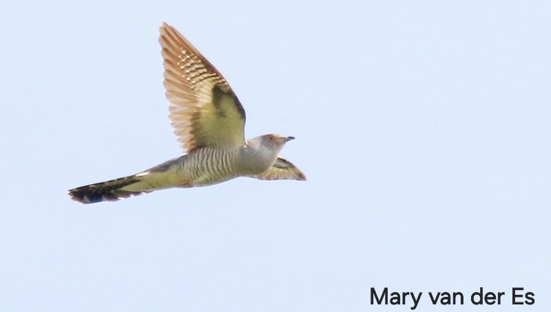 #BirdsSeenIn2024 #Koekoek #Cuculus_canorus #Common_Cuckoo in the #Netherlands . @Float_photo @Britnatureguide