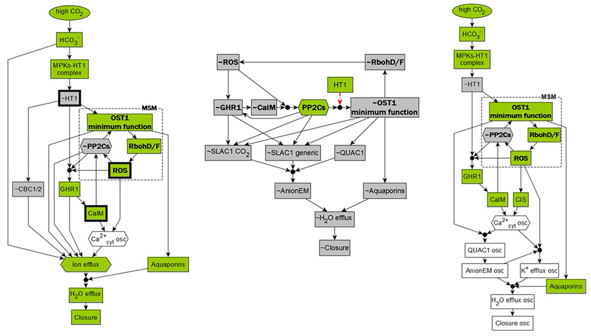 PLOS Biology (@plosbiology) on Twitter photo How do #stomata respond to the environment? <a href="/AssmannLab/">AssmannLab</a> &co analyze CO2-induced stomatal closure using network-based modeling & experiment, showing that feedback loops in a signal transduction network regulate #DecisionMaking in #GuardCells #PLOSBiology plos.io/4blUiAu How do #stomata respond to the environment? <a href="/AssmannLab/">AssmannLab</a> &co analyze CO2-induced stomatal closure using network-based modeling & experiment, showing that feedback loops in a signal transduction network regulate #DecisionMaking in #GuardCells #PLOSBiology plos.io/4blUiAu