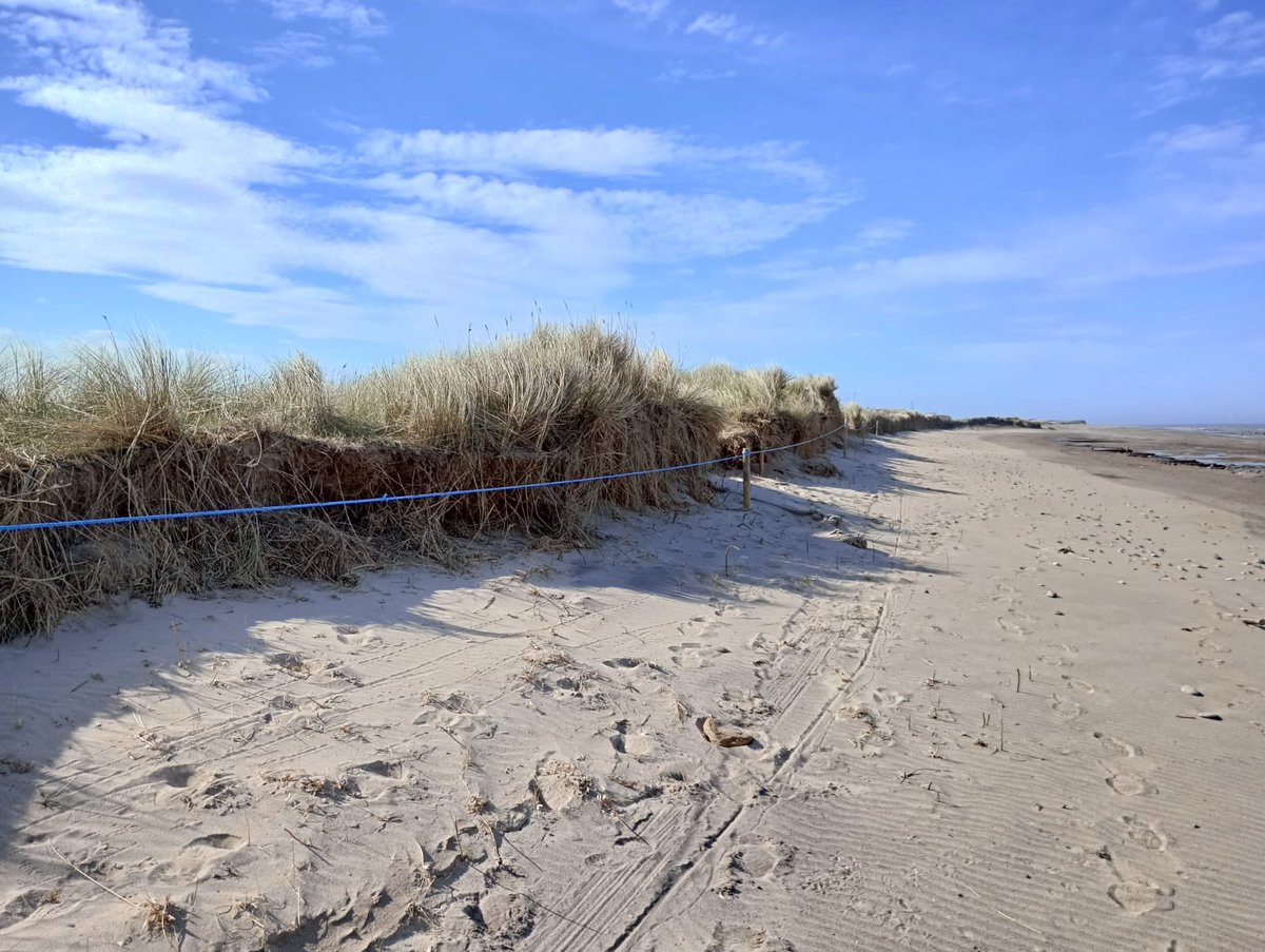 With the amount of erosion to the dunes this winter, we’ve moved the fence line as close to the dunes as possible, but will still potentially be problematic at high tide, so please avoid passing the colony on the beach at high tides where possible to avoid disturbing the birds