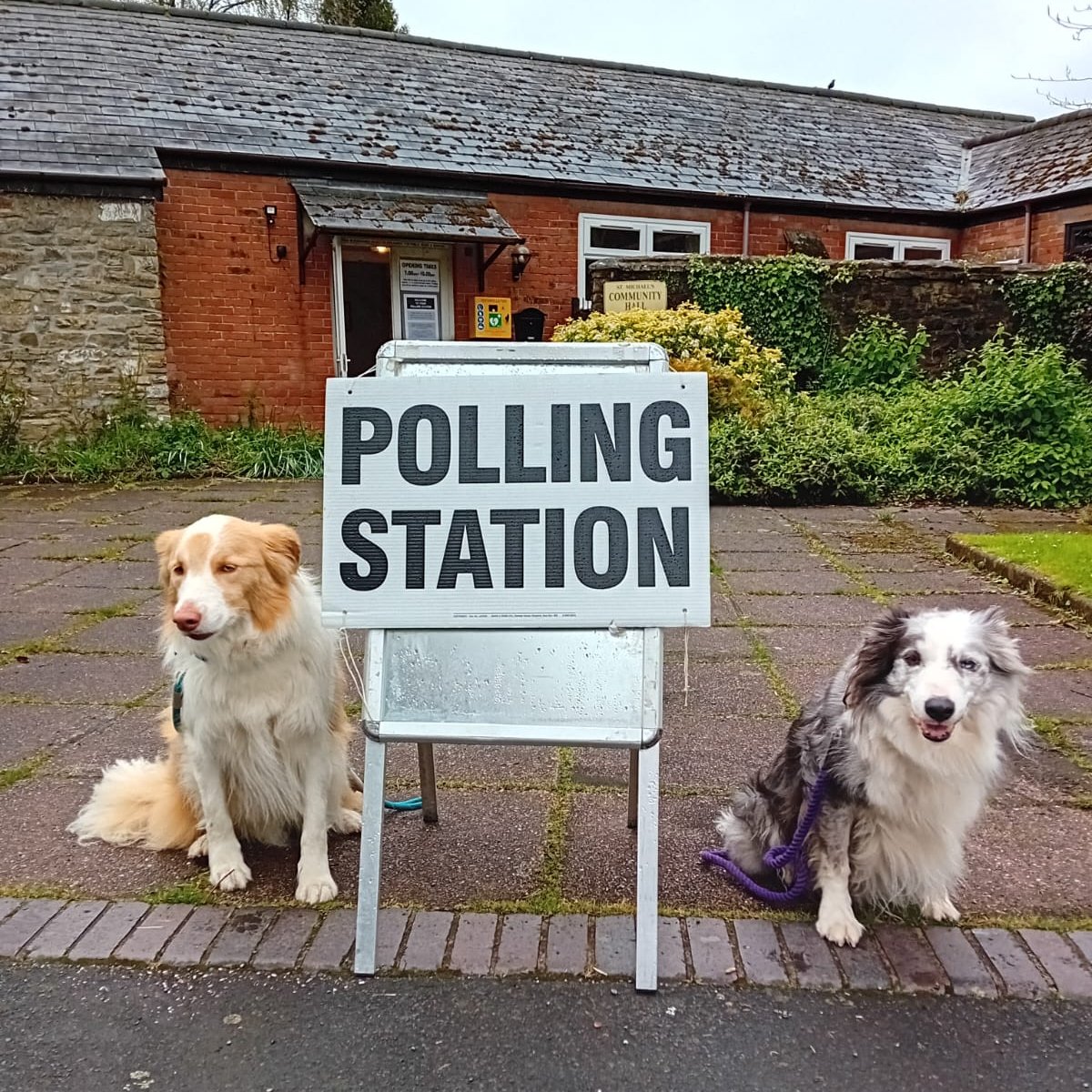 Maverick & Rupert performing their civic duty today. Although it has to be said it wasn't a preferred walk, think they'd both rather be at the beach. #dogsatpollingstations #localelection2024