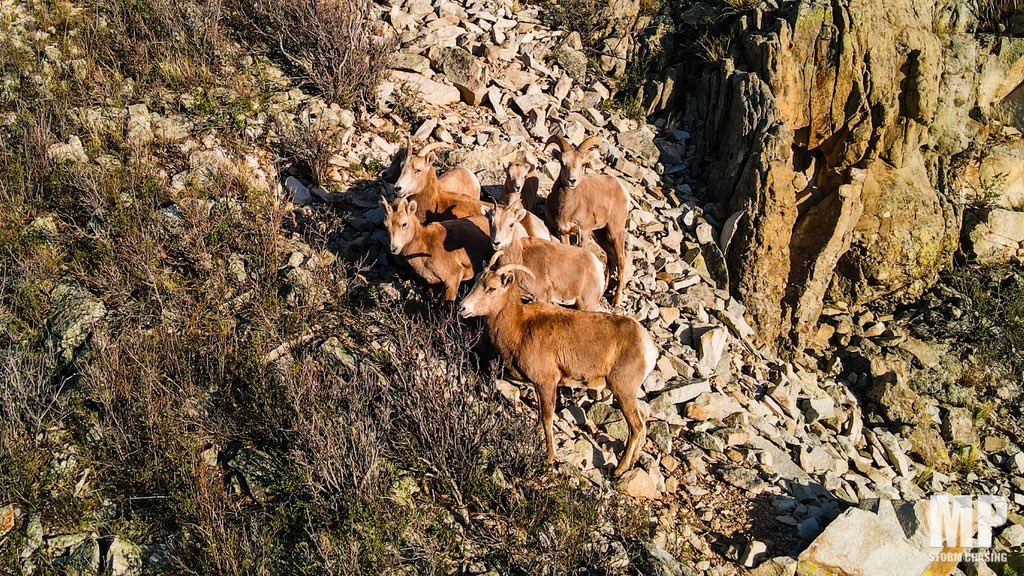 Not chasing, but enjoying some R&R and photography fun in Colorado for a few days. Caught an amazing wildlife shot yesterday with these rams on the side of a steep mountain.