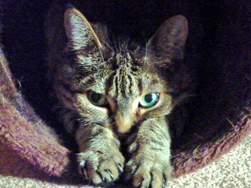 Remembering our sweet shy Aura who crossed OTRB April 16th 2020.
💔🌈💔 #RainbowPetDay #CatsOfX #CatsOfTwitter