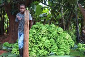 Exciting news for Mutasa! Construction has begun on a $450,000 banana powder/flour processing plant at Hauna Growth Point. This innovative facility promises a bright future for local horticultural producers, tackling long-standing challenges head-on. #Vision2030