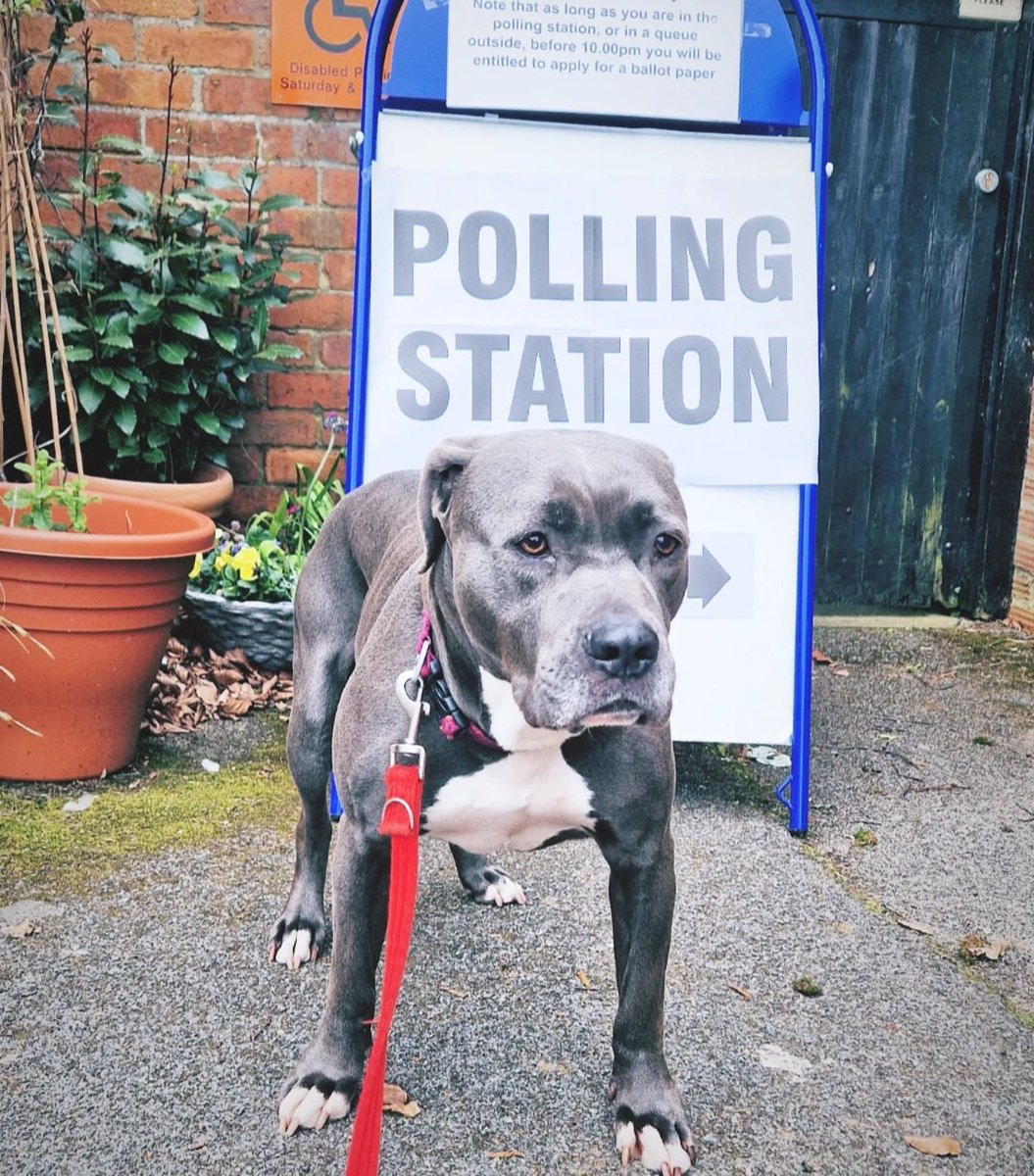 #dogsatpollingstations #getthetoriesout #GTTO #rescuedog #dontbullymybreed