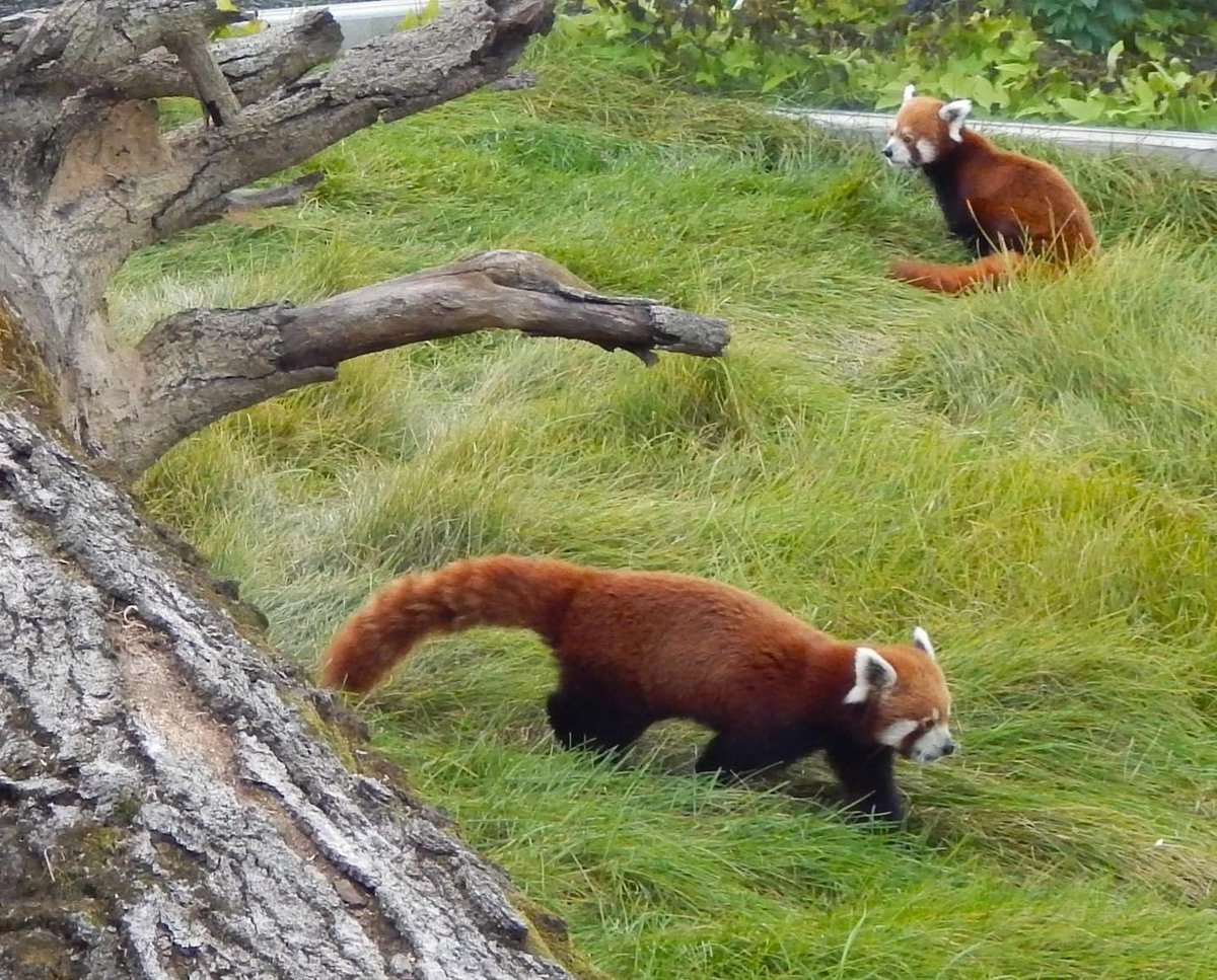 Red Panda brothers, Ping & Puck, love these summer-like days. See them daily from 9am-5pm or schedule a private encounter with them at timbavatiwildlifepark.com Unleash the adventure! #unleashtheadventureattimbavati #love #redpanda #lifeisgood #zoo #wisconsindells #wisconsin