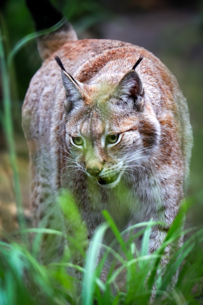 Stealthy and majestic 🐾 One of Wildwood's most awe-inspiring residents: the European Lynx. Moving gracefully through the lush greenery, this magnificent predator embodies the spirit of the wild! #wildwoodkent #kent #lynx #hernebay #thanet #canterbury