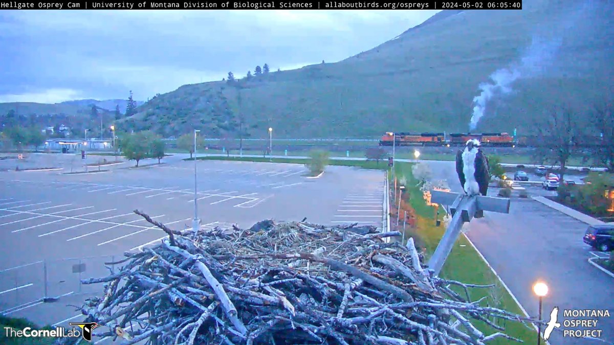 5/2 06:05  Are you letting off a little steam before the day begins, Iris?
#BeAnIris
#HellgateOsprey