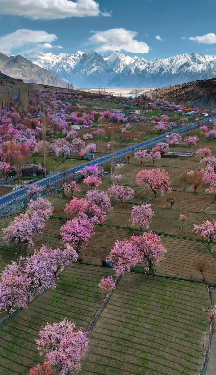 All seasons are found in Gilgit Baltistan. Spring season in Gilgit Baltistan has a different flavor. In spring season, flowers are seen everywhere. #GilgitBaltistan #spring #Pakistan #Natute #GB #สุขุมวิท #beabaldi #สีลม #ถนนข้าวสาร #sergetti #North