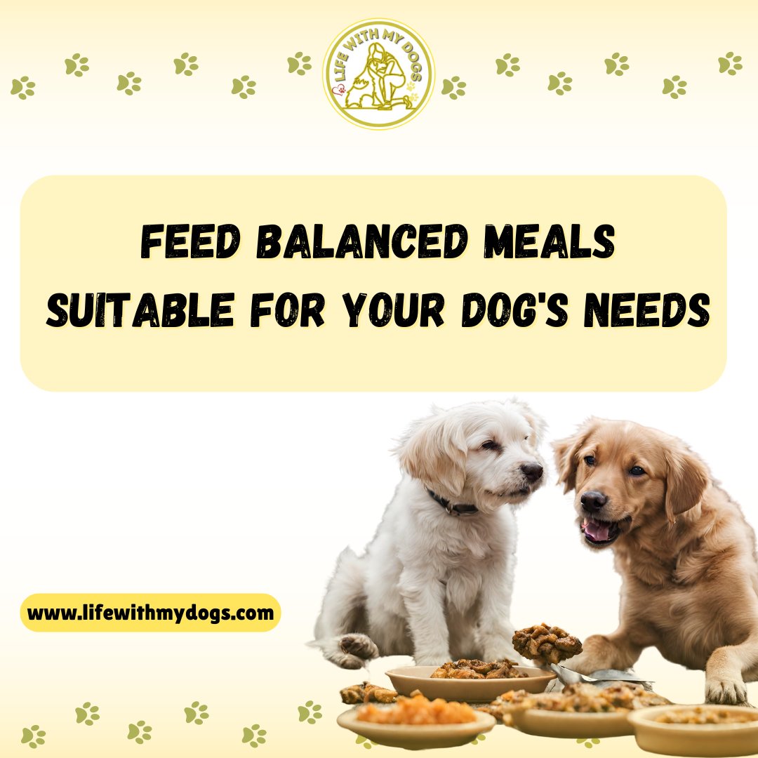 Nourish their wagging tails with balanced bites. 🥩🐶For more dog information, visit lifewithmydogs.com #dogtips #dogfacts #dogcare #pawfacts #lifewithmydogs