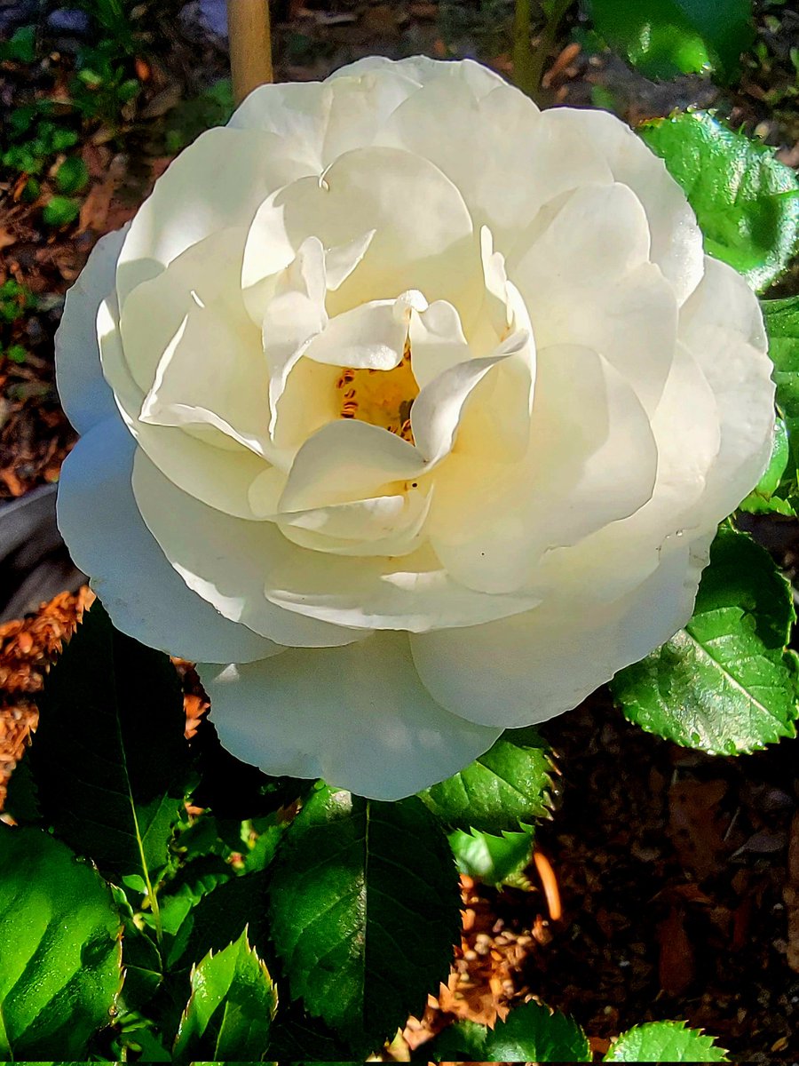 Myra loved our flowers. I post this one in loving memory of our dear friend who has passed away. Myra believed in and dedicated her life to public service, including her work within the Florida legislature. Our family will miss her dearly. #InLovingMemory