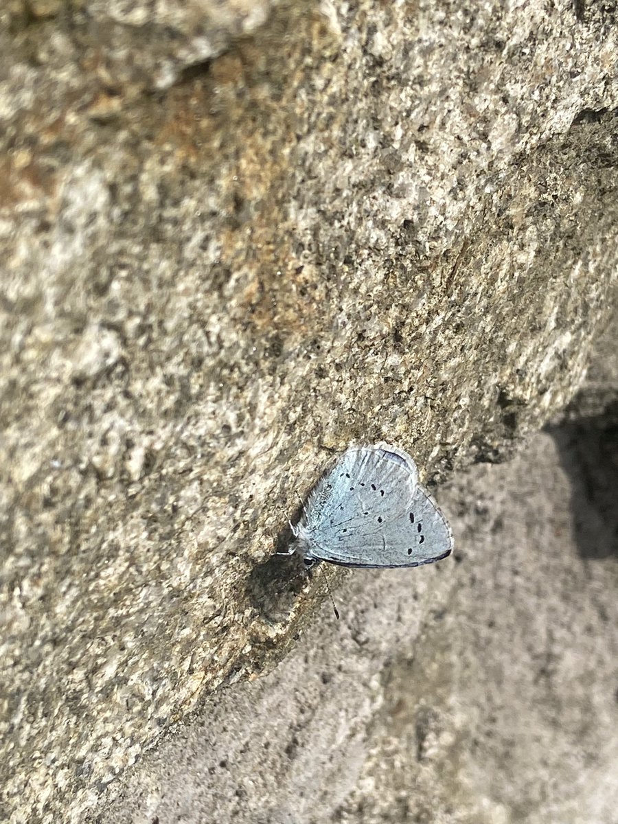 Small brownfield site near Bessbrook returned a few inverts today 

Male Epistrophe eligans hovering around territory and plenty of Helophilus pendulus sticking low to ground. Speckled Wood and Holy Blue out as well