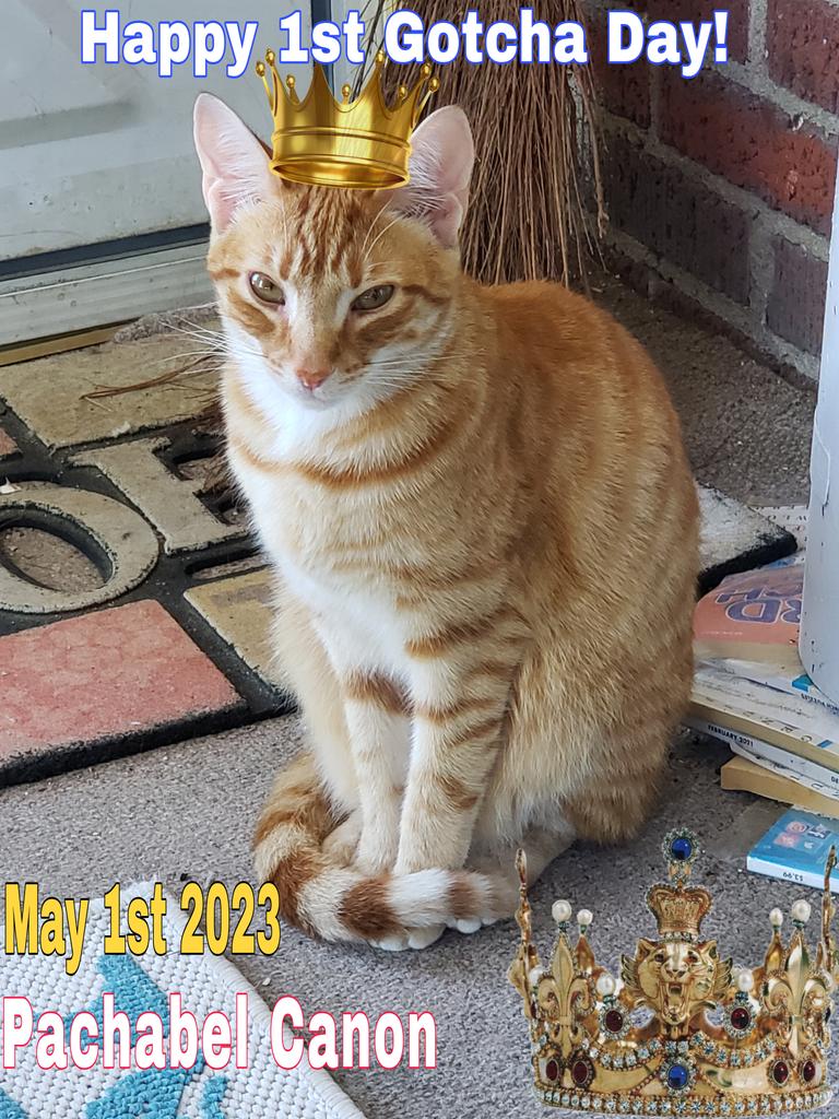 #GotchaDay Never too late to wish our orange tornado 'Pachabel' a #HappyGotchaDay #May1st #OrangeTabby #GingerBoy #TabbyCats  #SouthernBelleFelines #Pachabel #SouthCarolina #CatsOfTwitter #CatsOfX #Meowdel
