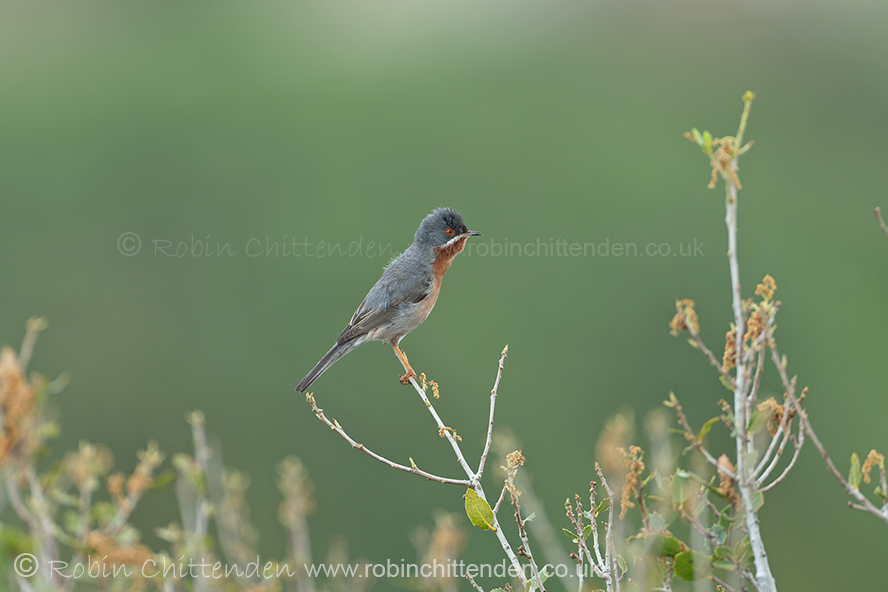 April bird news has been uploaded to birdlineeastanglia.co.uk Please click on the heading 'Birdline East Anglia' & scroll to the county of your choice. Eastern Subalpine Warbler (Sylvia cantillans) (Library photograph)