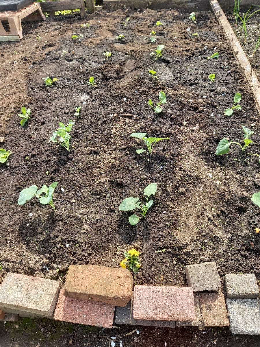 Last of the brassicas planted