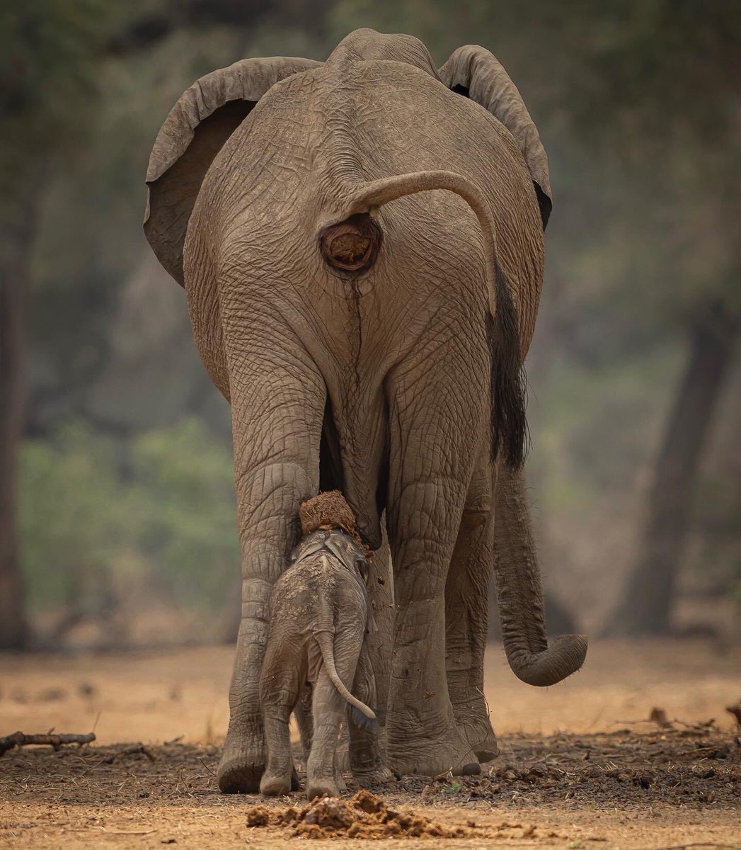 La vie est imprévisible.🤷‍♂️ Parc national de Mana Pools – Zimbabwe. Photo par Jens Cullmann Photography