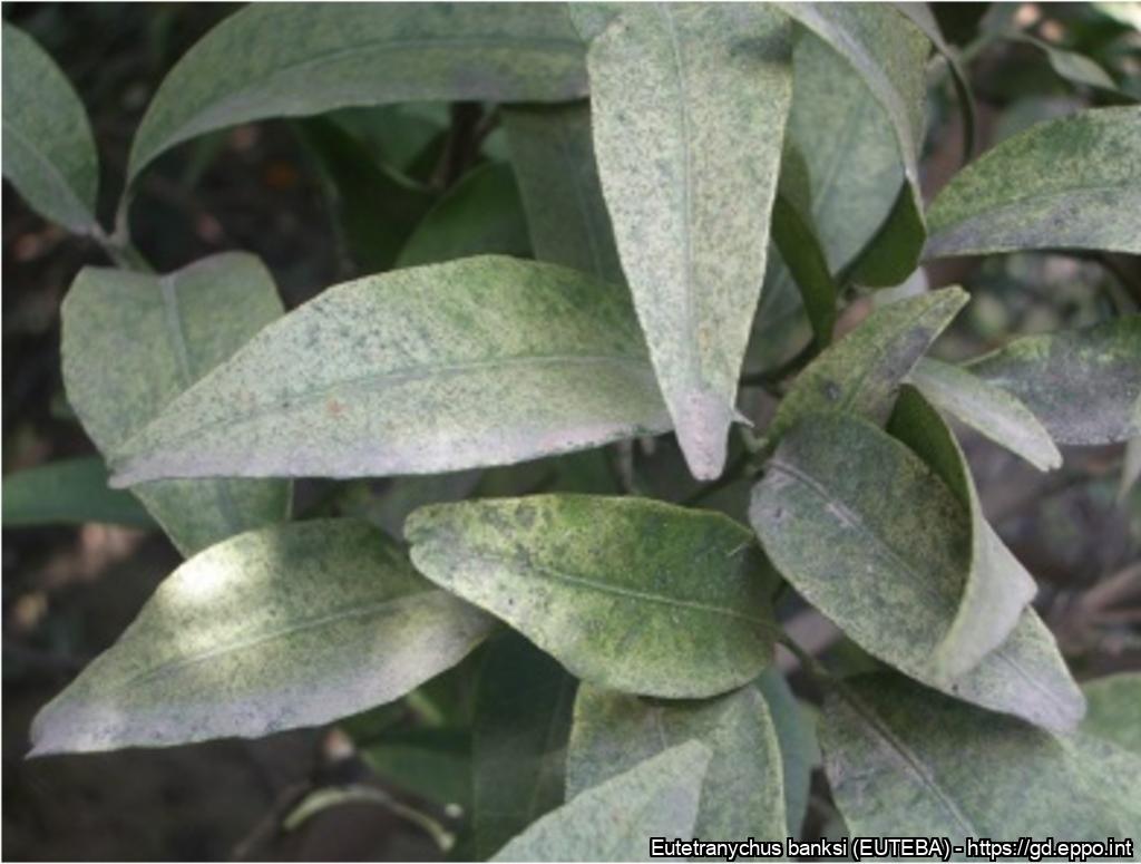 📢PEST ALERT: Addition of Eutetranychus banksi, Texas citrus mite, to the EPPO Alert List 

E. banksi is a polyphagous species, present in Portugal on citrus since 1999 which has become more damaging in recent years 🍋
eppo.int/ACTIVITIES/pla…

#planthealth
📷F. Ferragut @UPV