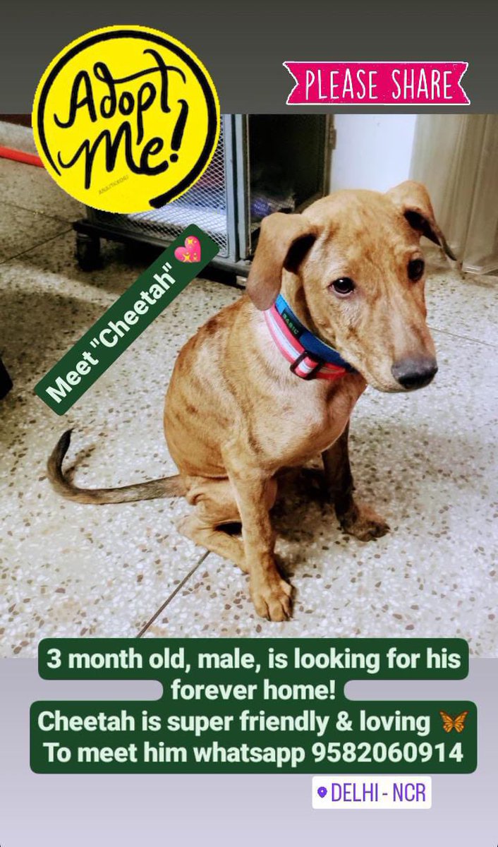 #Delhi #AdoptDontShop 🐶 bit.ly/3y3rFcY RT!