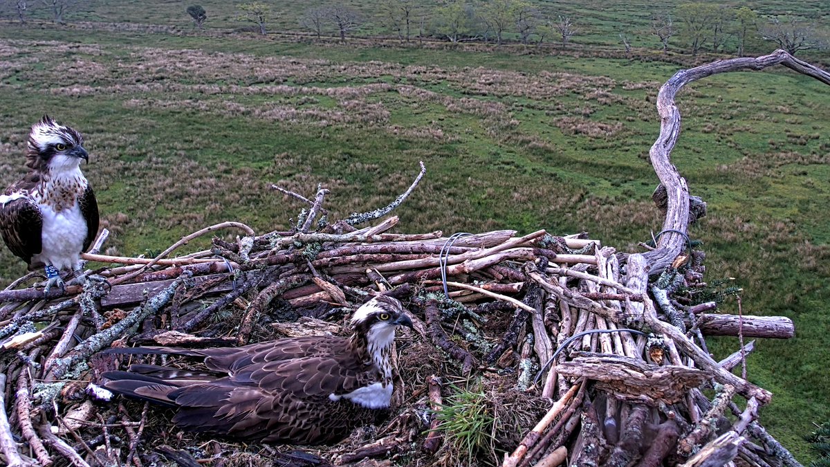 Amazing news! Blue 498 (Glaslyn 2022) returned to his natal nest on Wednesday 1 May at 15:00. He has made two further visits to the Glaslyn nest since then.