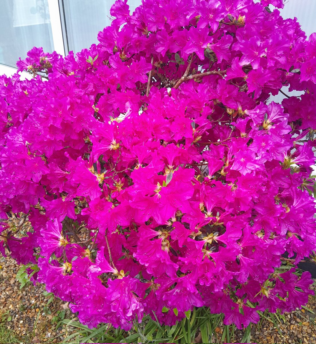 I had the day off today because my school is a polling station. I did some school reports 😇 💪 I had a walk 🌿 I stopped at a country pub 🍻 I read 📙 Tomorrow is Friday. And then it's #BankHolidayWeekend 🎈 Isn't life great in the grand scheme of things? My #azalea