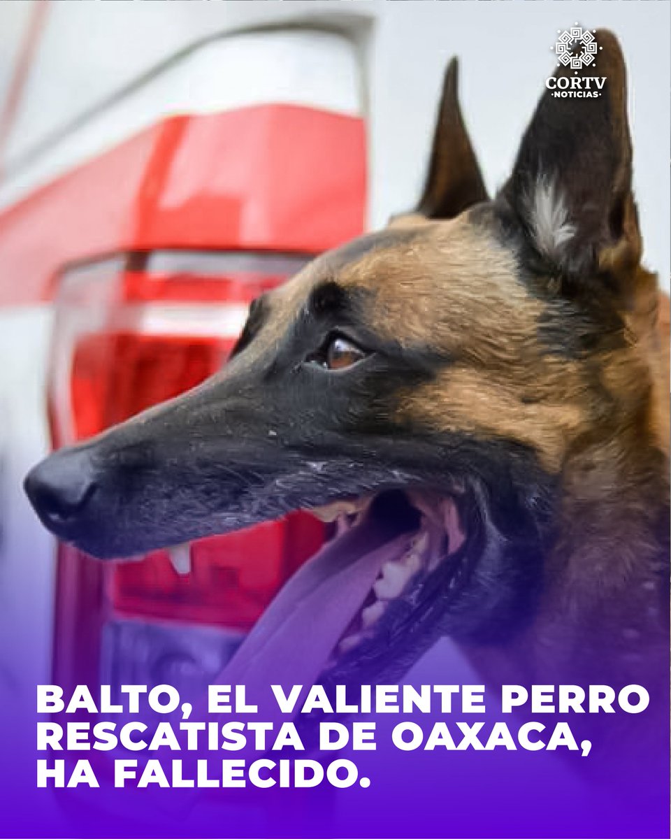 Fausto Martínez, el guía de Balto, ha confirmado a través de sus redes sociales el fallecimiento de su fiel compañero canino. Una de sus contribuciones más sobresalientes fue su labor en la localización de personas después del sismo de 2017 en Tehuantepec y la Ciudad de México.
