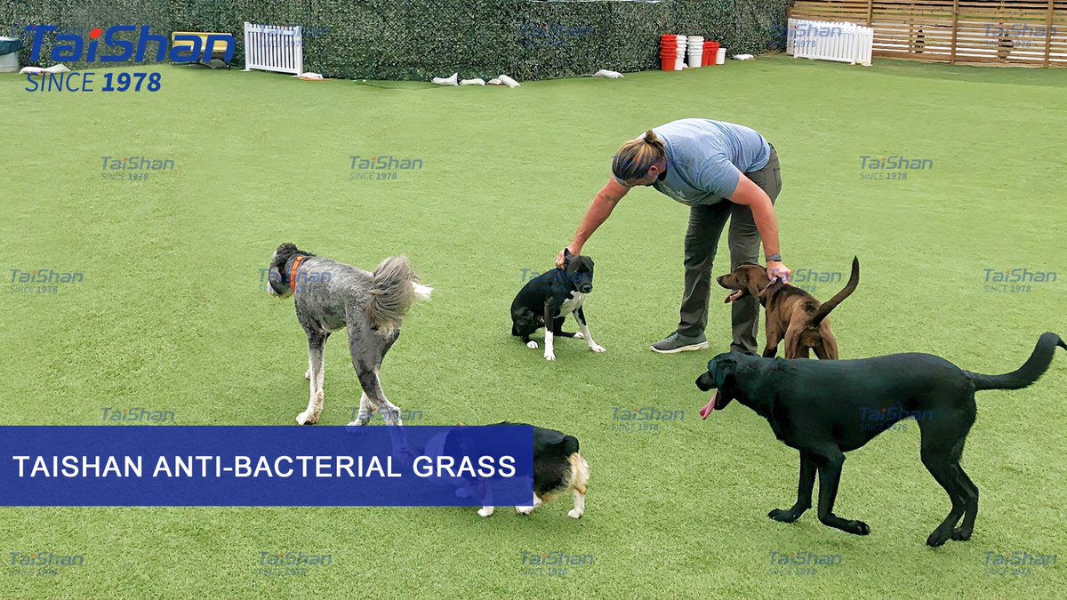 Taishan anti-bacterial artificial turf has passed SGS third-party testing, showing that antibacterial rate of most popular kind bacterial can be achieved at the same time when it is resistant to 'Candida albicans', 'Shigella' and 'Klebsiella pneumoniae'.
Rate: More than 99%.
