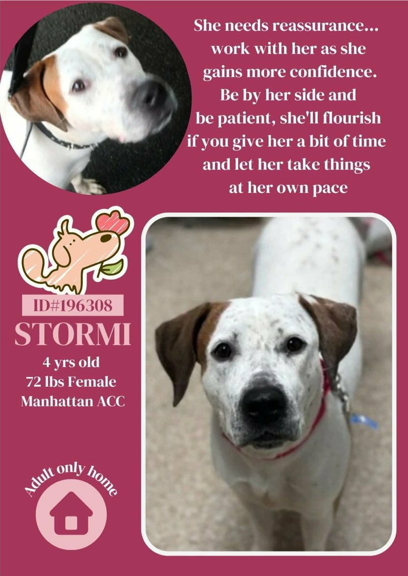 🆘️ Kill Command STORMI 4yrs 💔🆘️ Lovely friendly all she needs is guidance love +time #Foster #Adopter wanted Desperately ❌🙏 Rt Share #Pledge Dm @CathyPolicky @SuzanneSugar #FostersSaveLives #Adoptme Save Stormi 🐾💔