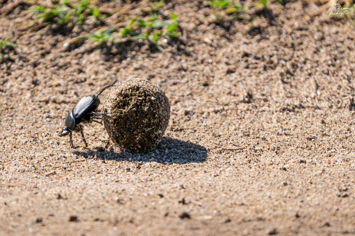 Gübre böceği (Scarabaeus sp.) Antik Mısır’da önemli sembolizasyona sahiptir. Karacabey, Bursa’da fotoğrafladığım bir kare… Ra’nın (en tepedeki öğlen güneşi) yükselen simgesi olarak Khepri (sabah güneşi) ile özdeşleştirilmiştir. Tıpkı bu böceklerin dışkıları yuvarlaması gibi…