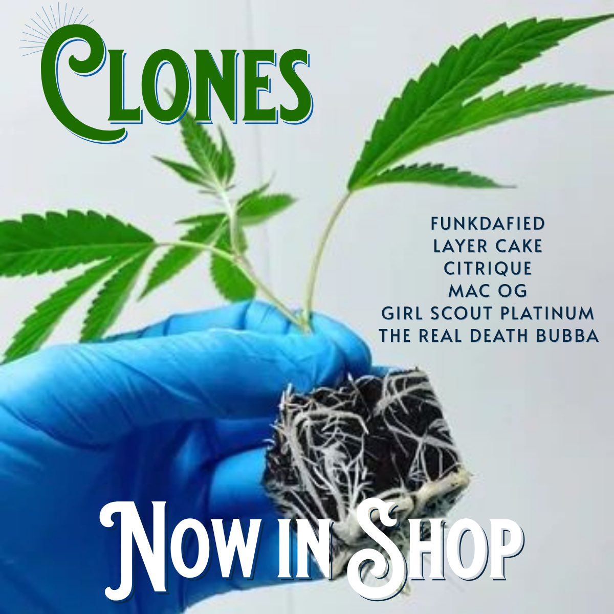 Clones from Nanoose now available at Oceanside CWeed in Parksville.